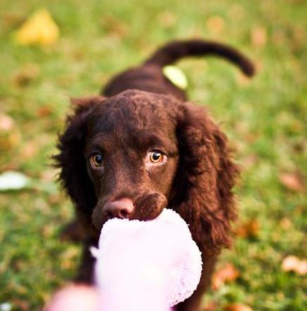 Wisconsin’s State Dog, the American Water Spaniel | The ...